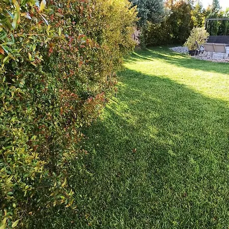 Orchidea Dell'etna Zafferana Etnea