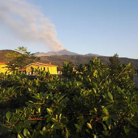 Orchidea Dell'etna Zafferana Etnea
