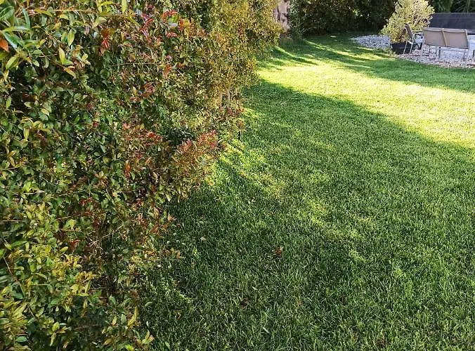 Orchidea Dell'etna Zafferana Etnea